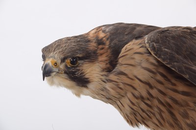 Lot 354 - Taxidermy: A Cased Barbary Falcon (Falco...