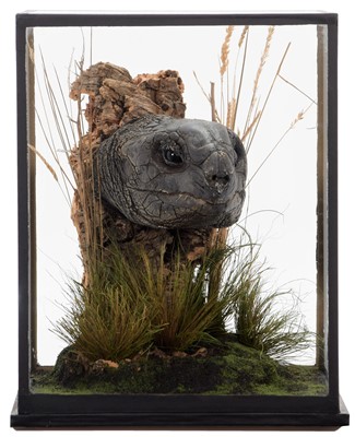 Lot 324 - Natural History: A Cast of a Giant Tortoise...