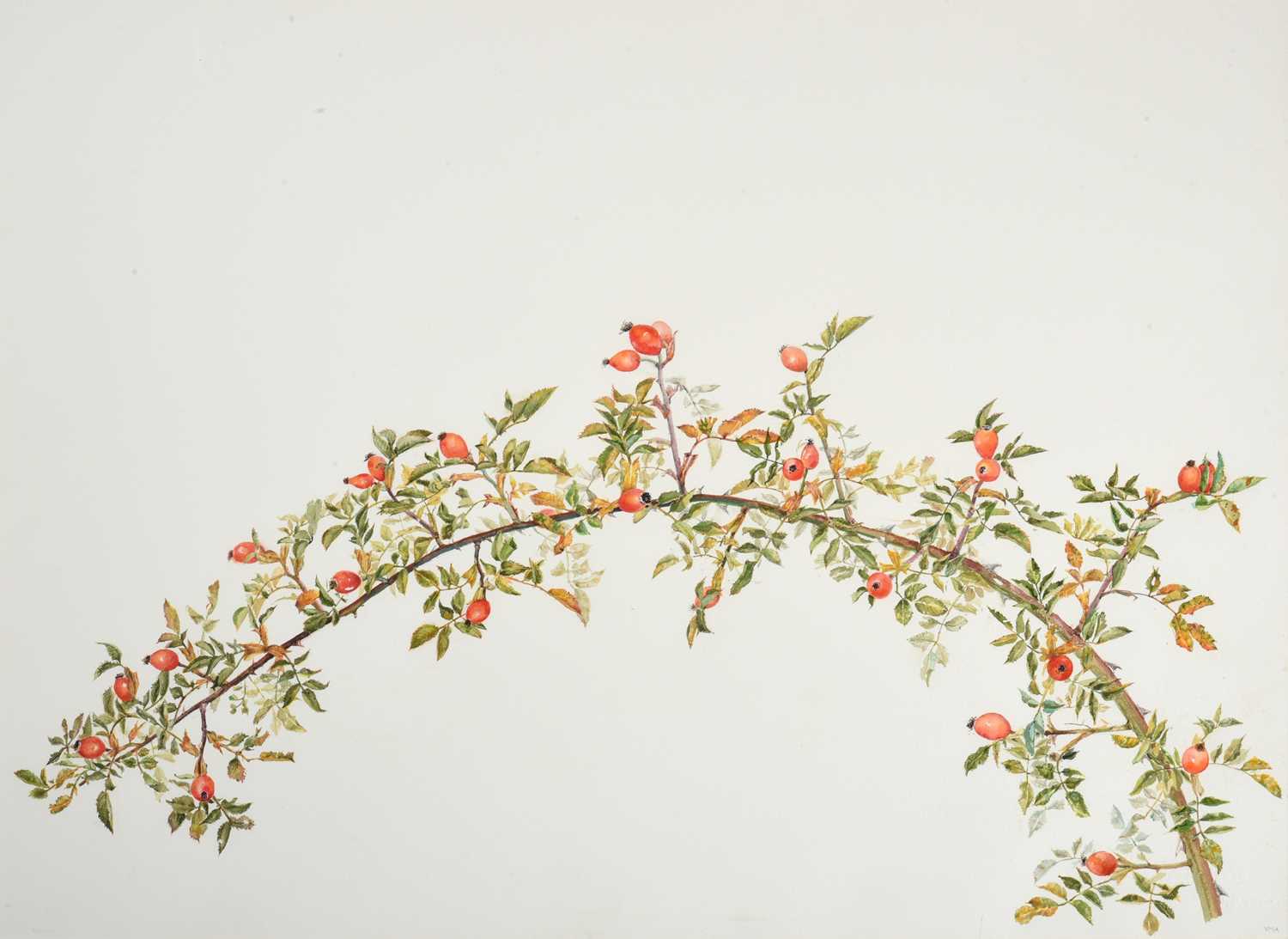 Lot 183 - Val Archer (b.1946) "Rosehips" Initialled,...