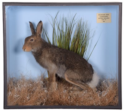 Lot 189 - Taxidermy: A Cased Mountain Hare (Lepus...