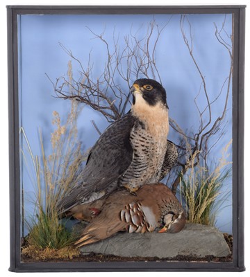 Lot 355 - Taxidermy: A Cased Peregrine Falcon (Falco...