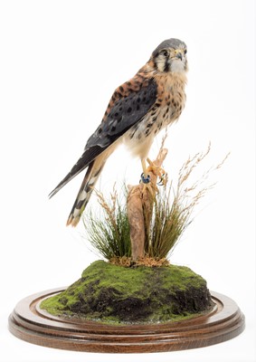 Lot 287 - Taxidermy: American Kestrel (Falco sparverius),...
