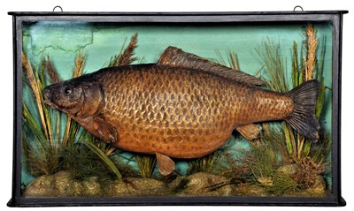 Lot 233 - Taxidermy: A Cased Common Carp (Cyprinus...