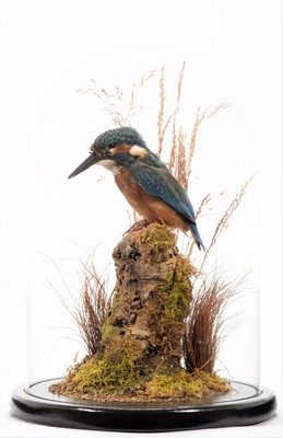 Lot 329 - Taxidermy: European Kingfisher (Alcedo athis),...