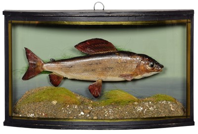 Lot 231 - Taxidermy: A Cased Grayling (Thymus thymus),...