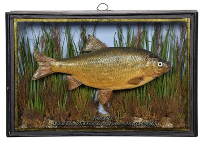Lot 232 - Taxidermy: A Cased Common Roach (Rutilus...