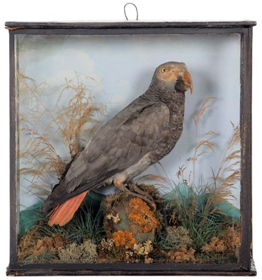 Lot 209 - Taxidermy: A Late Victorian Cased Grey Parrot...