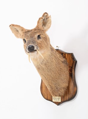 Lot 74 - Taxidermy: Chinese Water Deer (Hydropotes...