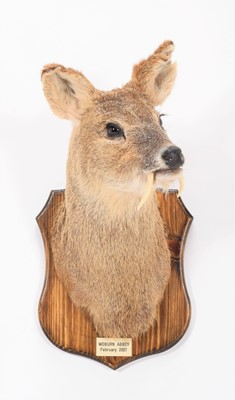 Lot 74 - Taxidermy: Chinese Water Deer (Hydropotes...