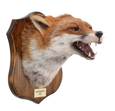Lot 213 - Taxidermy: European Red Fox Mask (Vulpes...