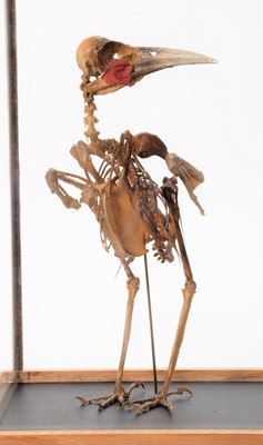 Lot 288 - Skeletons/Anatomy: A Pair of Reproduction Huia...