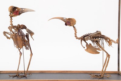 Lot 288 - Skeletons/Anatomy: A Pair of Reproduction Huia...