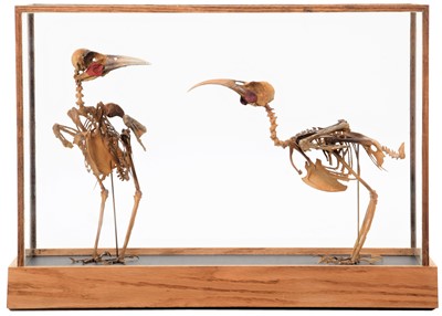 Lot 288 - Skeletons/Anatomy: A Pair of Reproduction Huia...