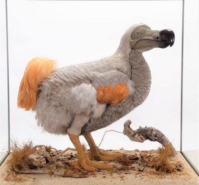 Lot 361 - Natural History: A Cased Re-creation of a Dodo...