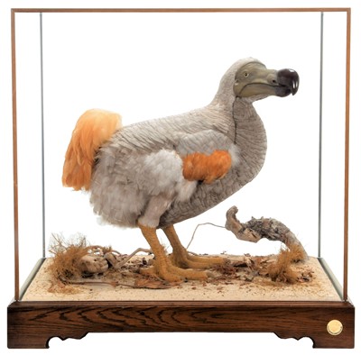 Lot 361 - Natural History: A Cased Re-creation of a Dodo...