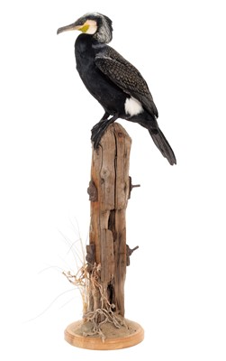 Lot 221 - Taxidermy: A Great Cormorant (Phalacrocorax...
