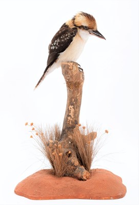 Lot 294 - Taxidermy: A Laughing Kookaburra (Dacelo...