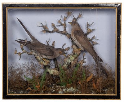 Lot 359 - Taxidermy: A Late Victorian Cased Pair of...