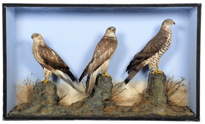 Lot 295 - Taxidermy: A Late Victorian Large Case of...