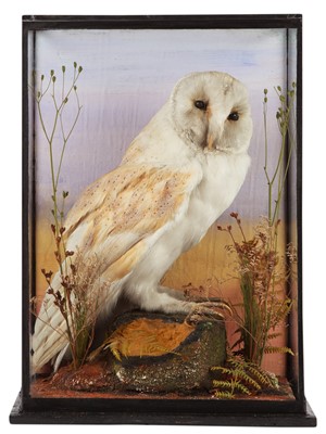 Lot 346 - Taxidermy: A Late Victorian Cased Barn Owl...