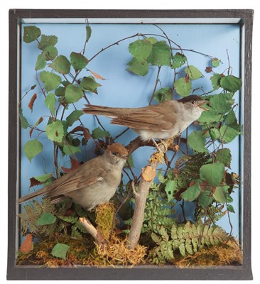 Lot 215 - Taxidermy: A Cased Pair of European Blackcaps...