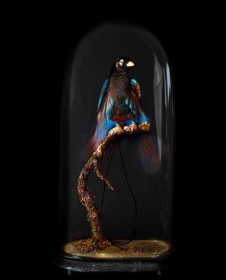 Lot 330 - Taxidermy: A Late Victorian Blue...