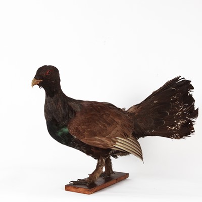 Lot 1117 - Taxidermy: European Western Capercaillie...