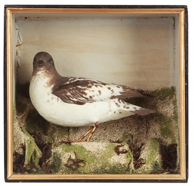 Lot 290 - Taxidermy: A Late Victorian Cased Cape Petrel...