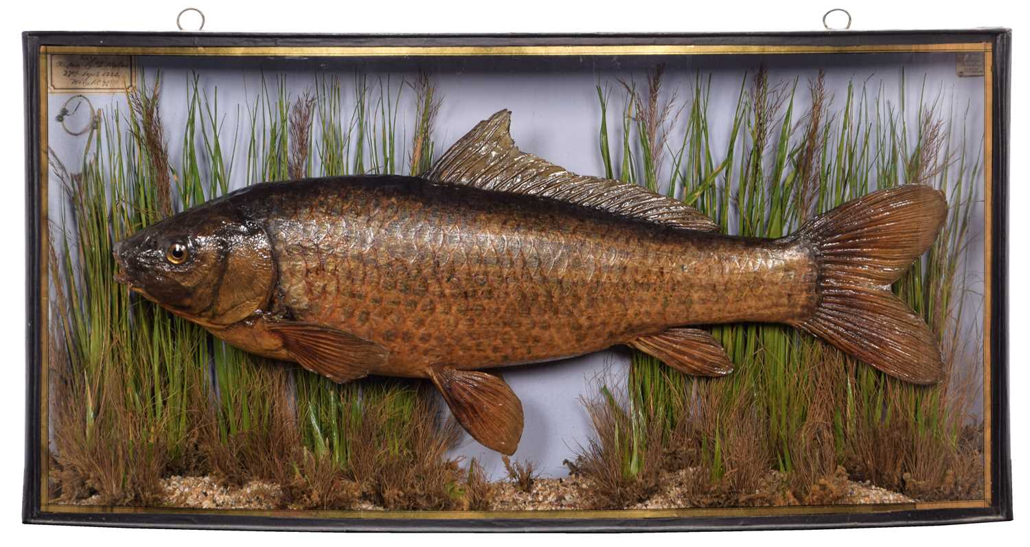 Lot 237 - Taxidermy: A Cased Common Carp (Cyprinus...