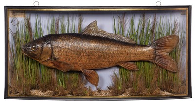Lot 237 - Taxidermy: A Cased Common Carp (Cyprinus...