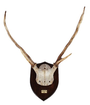 Lot 216 - Antlers/Horns: A Set of Coke's Hartebeest...