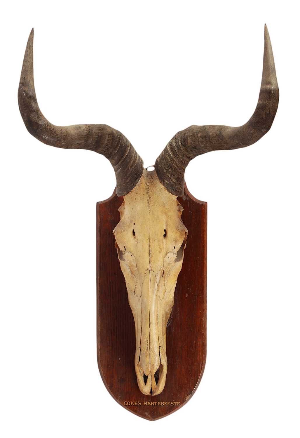 Lot 216 - Antlers/Horns: A Set of Coke's Hartebeest...