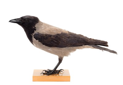 Lot 217 - Taxidermy: A Hooded Crow (Corvus cornix),...