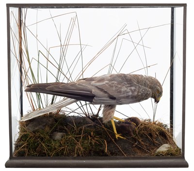 Lot 291 - Taxidermy: A Cased Montagu's Harrier (Circus...