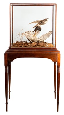 Lot 356 - Taxidermy: A Cased Bird of Prey Diorama, circa...