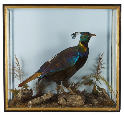 Lot 325 - Taxidermy: A Fine Late Victorian Cased...