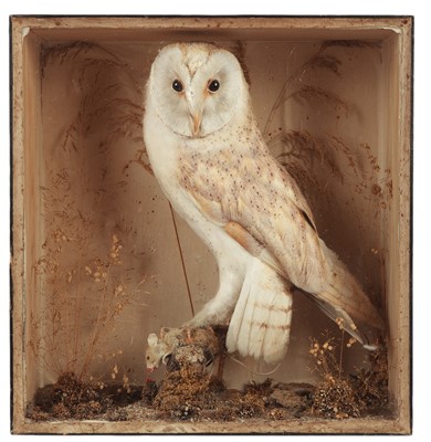 Lot 218 - Taxidermy: A Late Victorian Cased Barn Owl...
