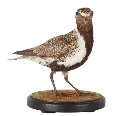 Lot 219 - Taxidermy: A Golden Plover (Pluvialis...