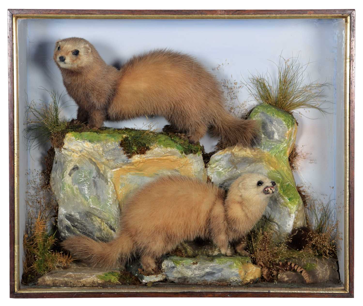 Lot 357 - Taxidermy: A Cased Pair of Polecats (Mustela...