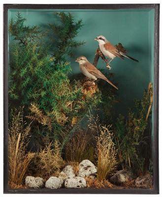 Lot 220 - Taxidermy: A Cased Pair Red-Backed Shrikes...