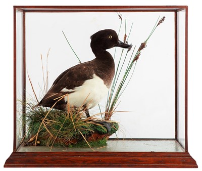 Lot 292 - Taxidermy: A Cased Tufted Duck (Aythya...