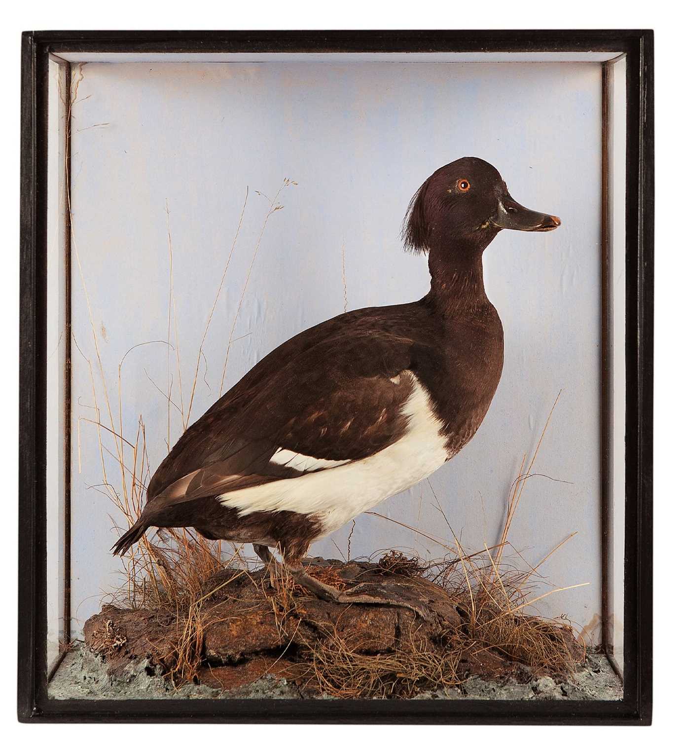 Lot 332 - Taxidermy: A Cased Tufted Duck (Aythya...