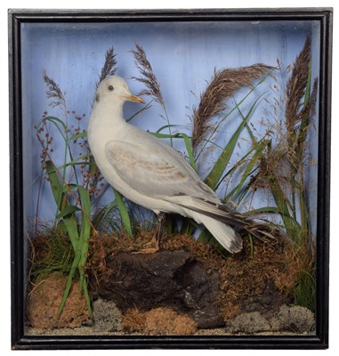 Lot 10 - Taxidermy: A Late Victorian Cased Juvenile...