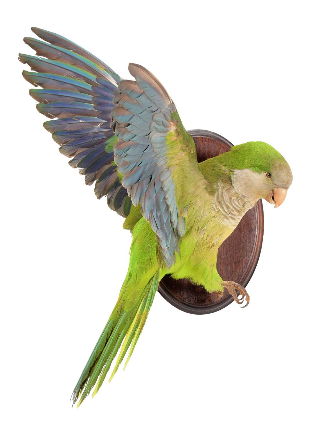 Lot 293 - Taxidermy: A Monk Parakeet (Myiopsitta...