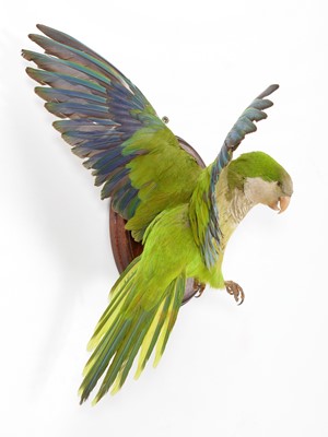 Lot 293 - Taxidermy: A Monk Parakeet (Myiopsitta...