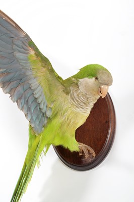 Lot 293 - Taxidermy: A Monk Parakeet (Myiopsitta...