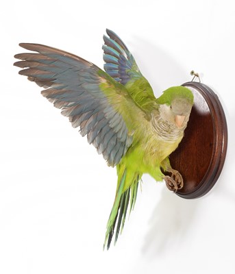 Lot 293 - Taxidermy: A Monk Parakeet (Myiopsitta...