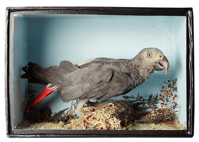 Lot 358 - Taxidermy: A Late Victorian Cased African Grey...