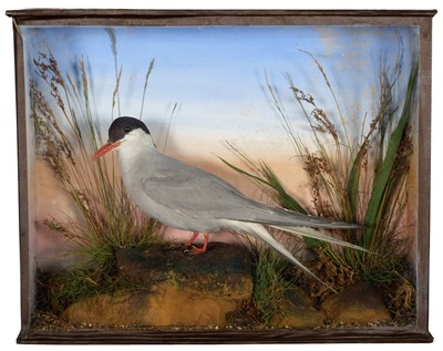 Lot 30 - Taxidermy: A Late Victorian Cased Arctic Tern...
