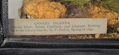 Lot 62 - Taxidermy: A Cased Diorama of Canary Island...